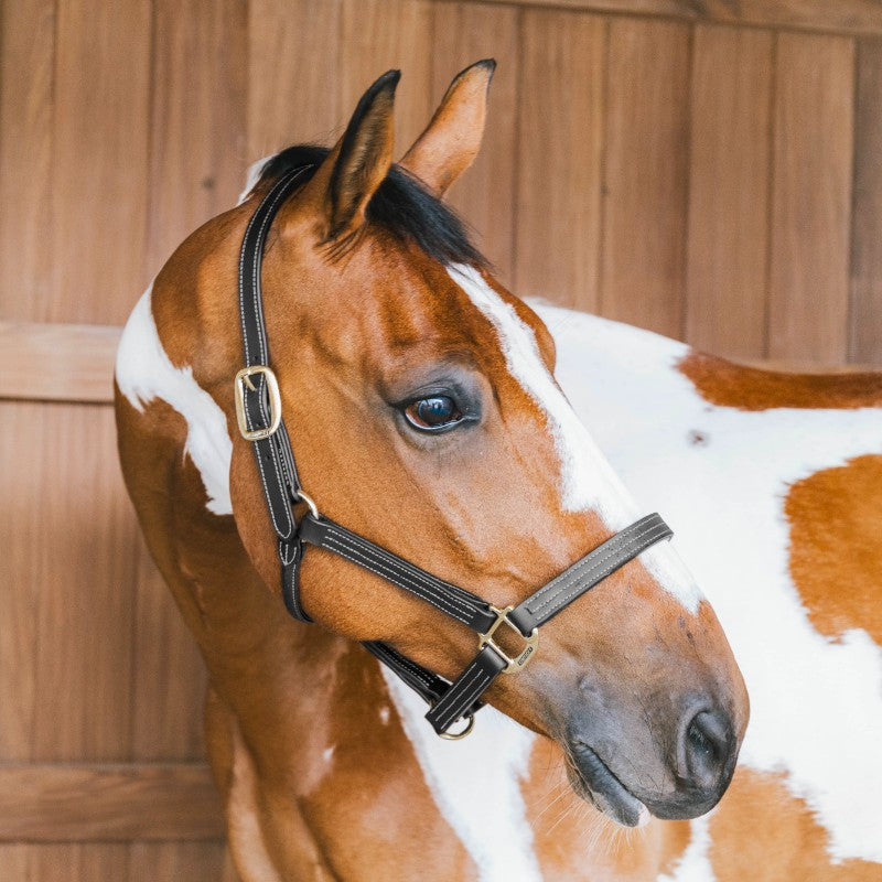 Kentucky Horsewear - Licol en cuir Wellington noir | - Ohlala