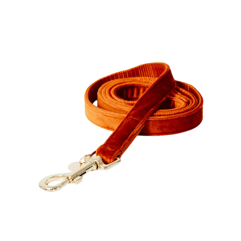 Kentucky Dogwear - Laisse pour chiens Velvet 120 cm orange | - Ohlala