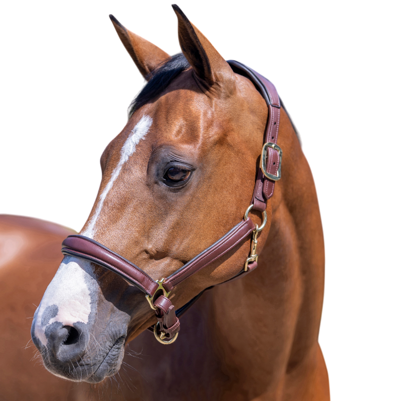 Lemieux - Licol pour chevaux Anatomique marron | - Ohlala