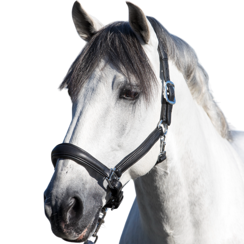 Lemieux - Licol pour chevaux Anatomique noir | - Ohlala