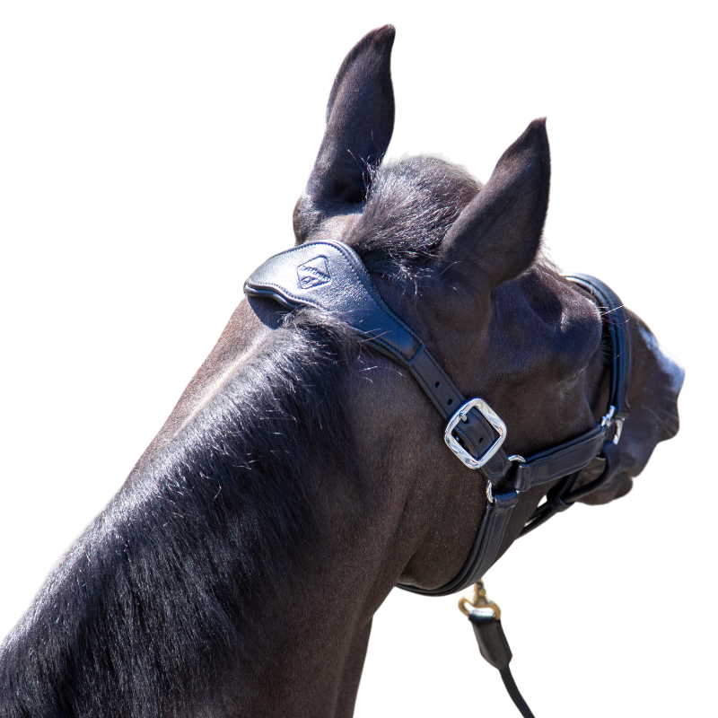 Lemieux - Licol pour chevaux Capella marine | - Ohlala