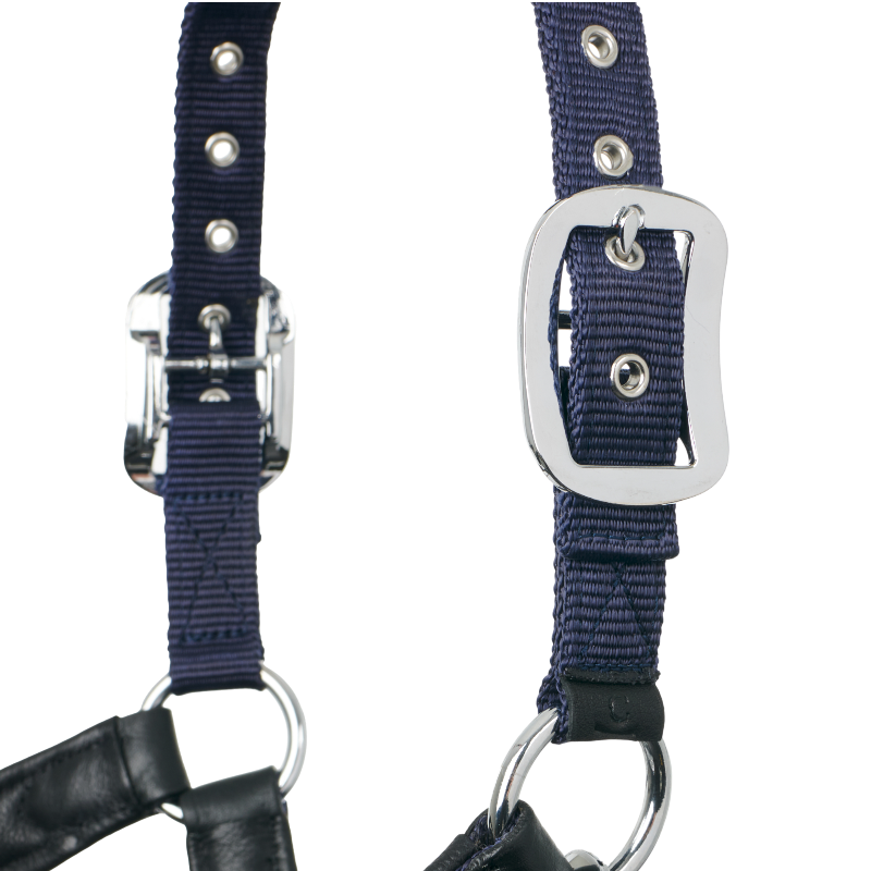 Lemieux - Licol pour chevaux Capella marine | - Ohlala