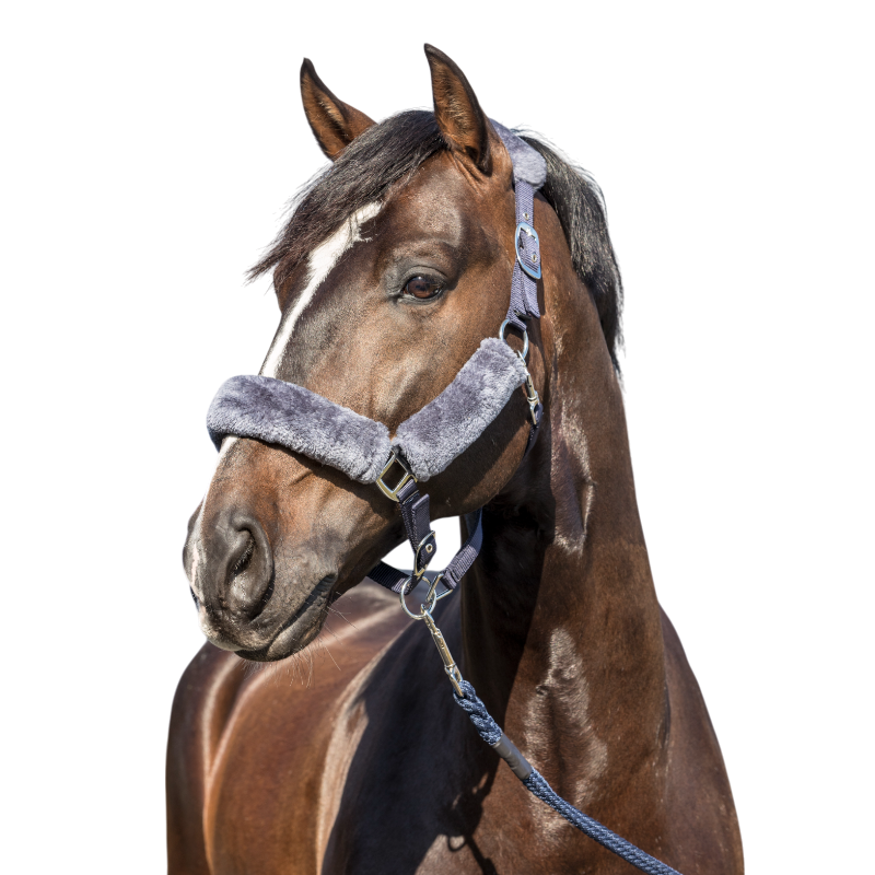 Lemieux - Licol pour chevaux Comfort marine | - Ohlala