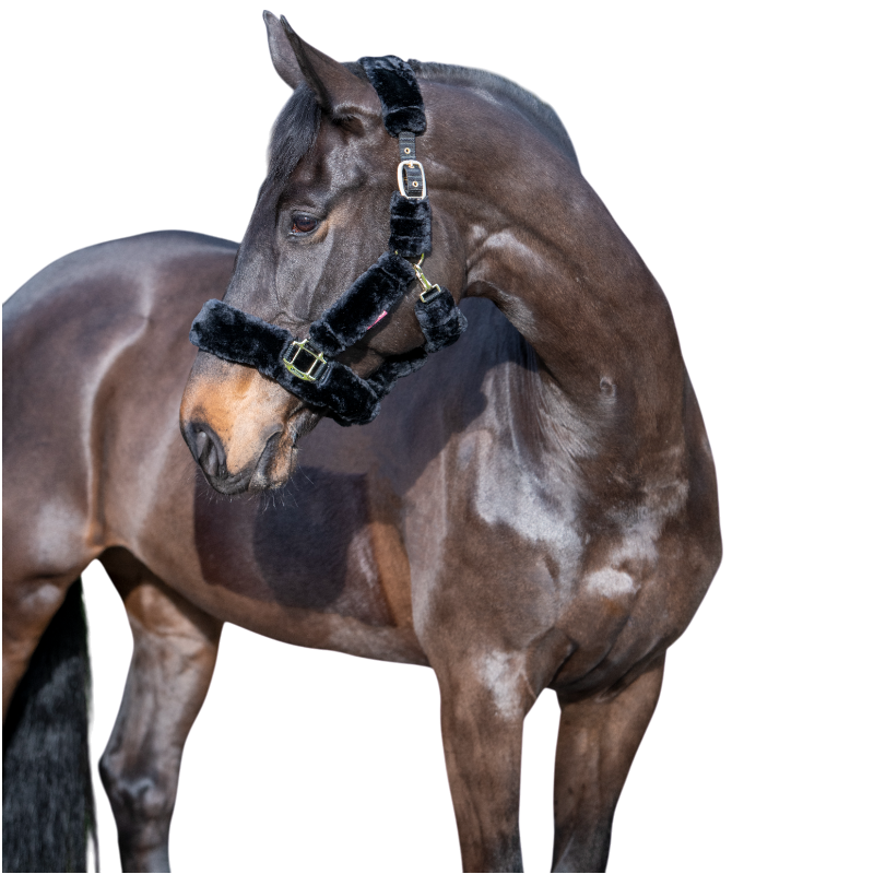 Lemieux - Licol pour chevaux Comfort noir | - Ohlala