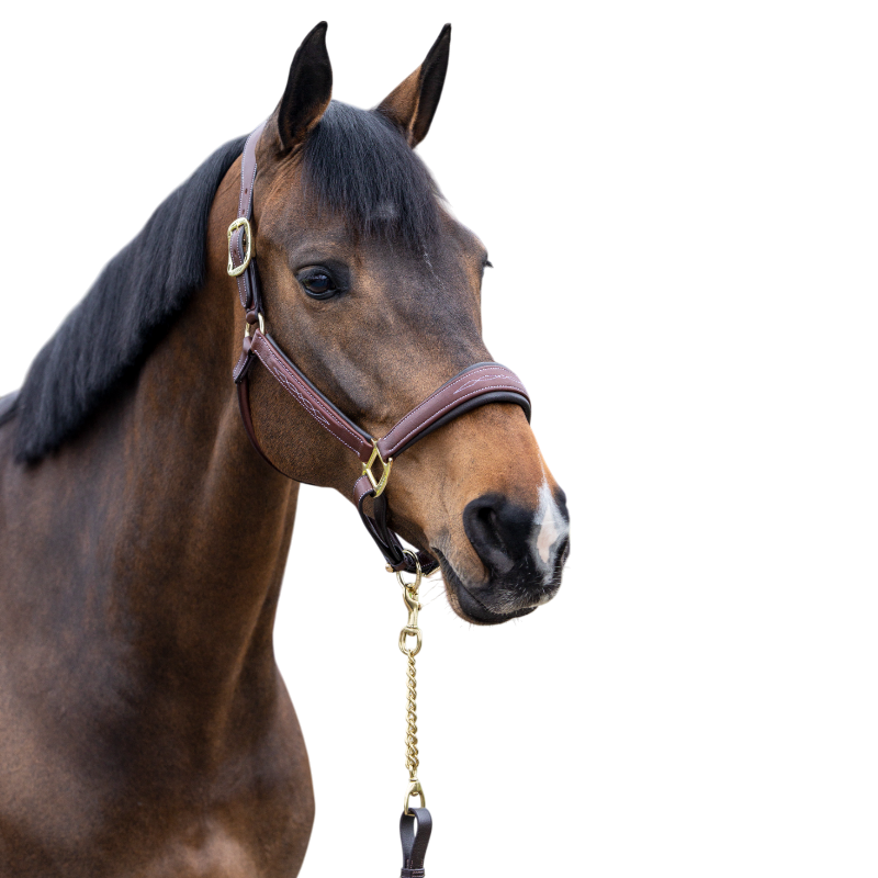 Lemieux - Licol pour chevaux Stitched marron | - Ohlala