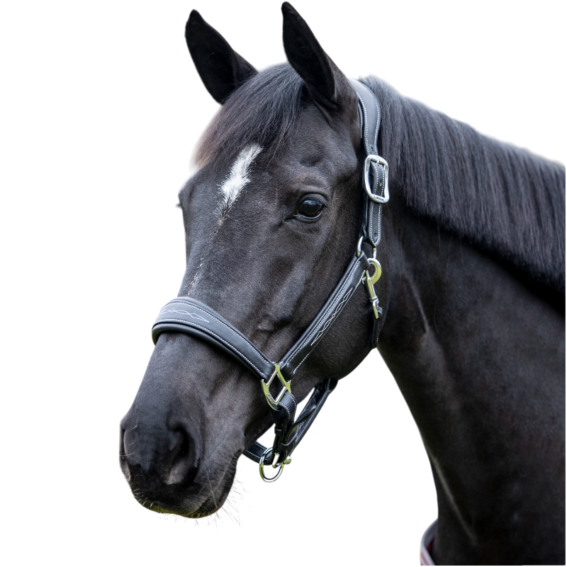 Lemieux - Licol pour chevaux Stitched noir | - Ohlala