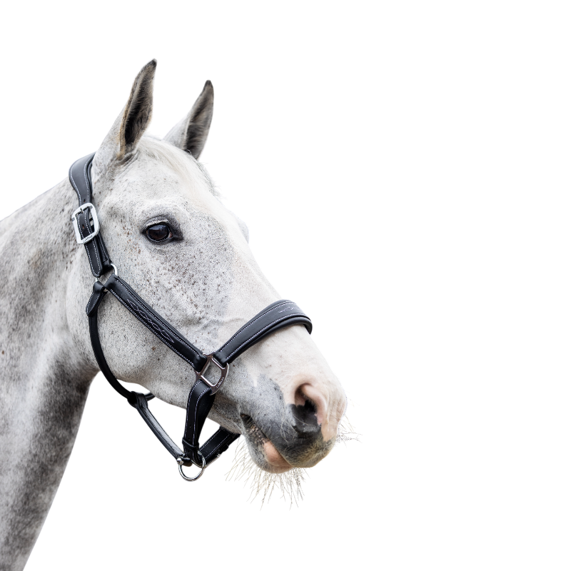 Lemieux - Licol pour chevaux Stitched noir | - Ohlala