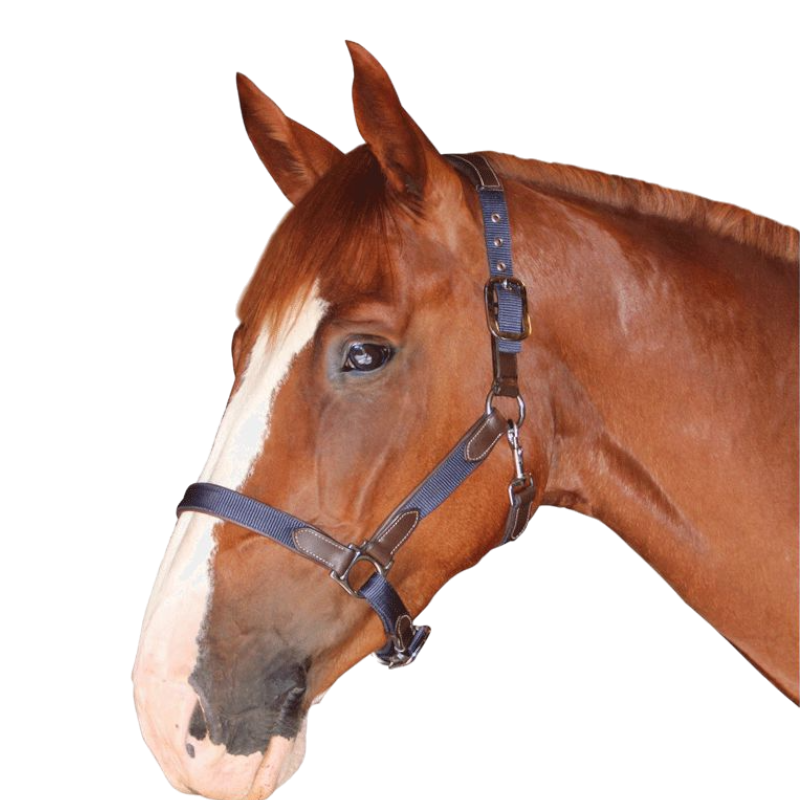 Flags & Cup - Licol cheval nylon et cuir marron / marine | - Ohlala