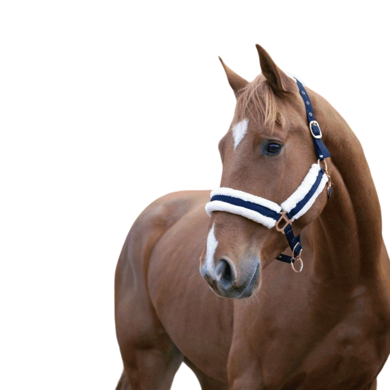 Norton - Licol Confort marine/bouclerie or rose | - Ohlala