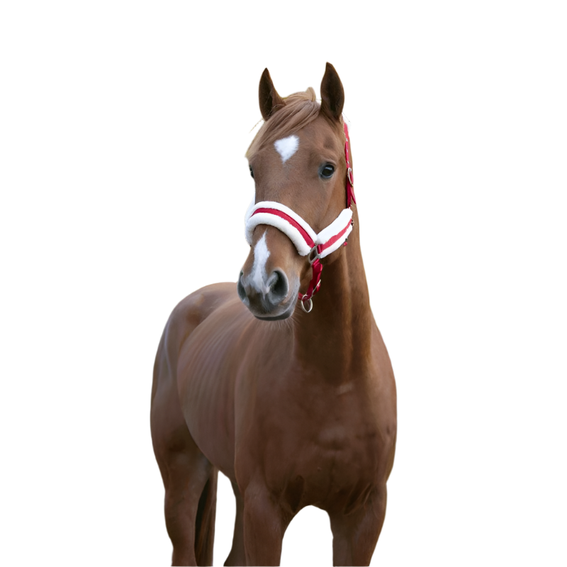 Norton - Licol Confort rouge/bouclerie argenté | - Ohlala