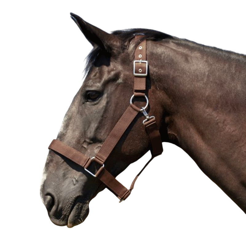 Norton - Licol cheval de trait brun | - Ohlala