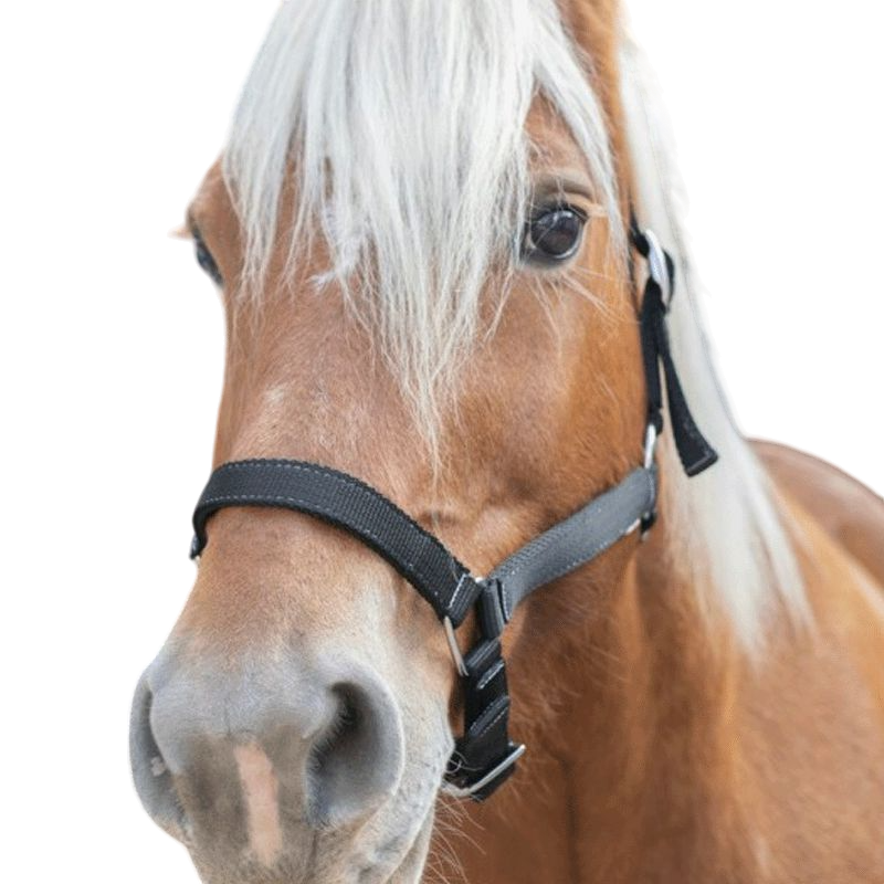 Norton - Licol cheval de trait noir | - Ohlala