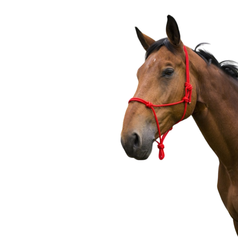 Norton - Licol corde First rouge | - Ohlala