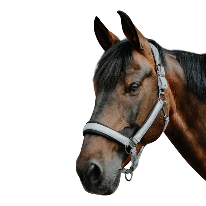 Equithème - Licol en nylon Glowy gris clair/ gris clair