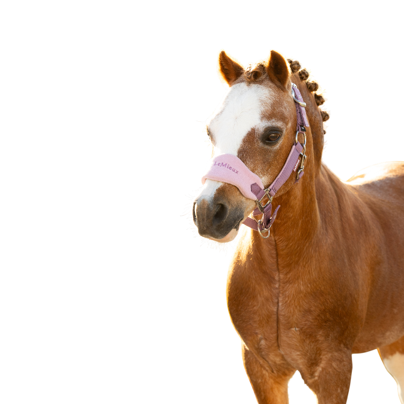 LeMieux - Licol et longe Mini Vogue mallow | - Ohlala