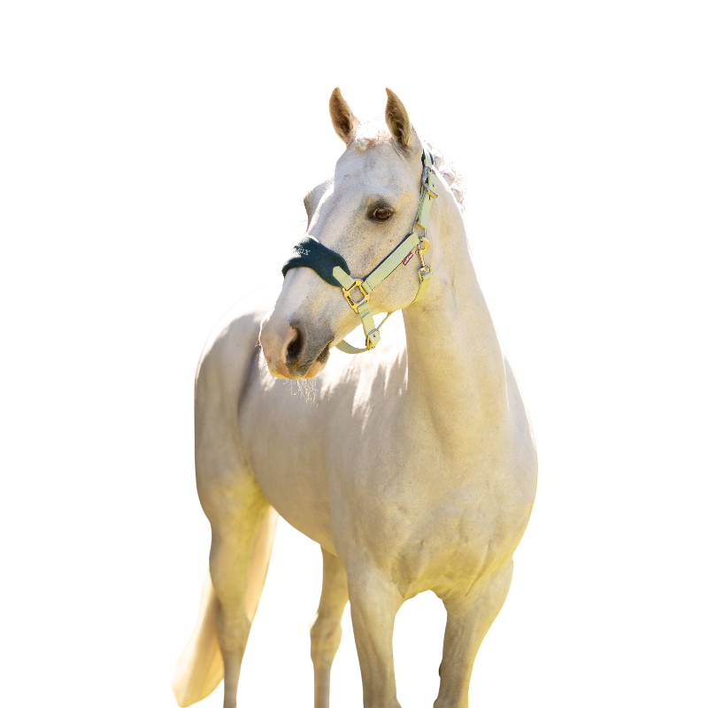 LeMieux - Licol et longe Vogue macaron | - Ohlala