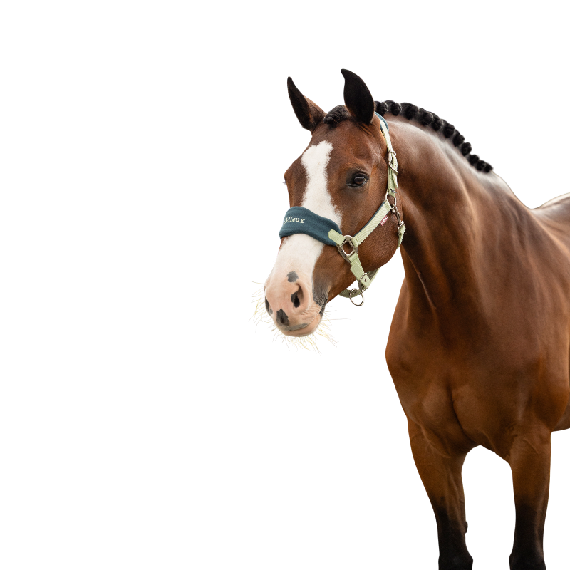 LeMieux - Licol et longe Vogue macaron | - Ohlala