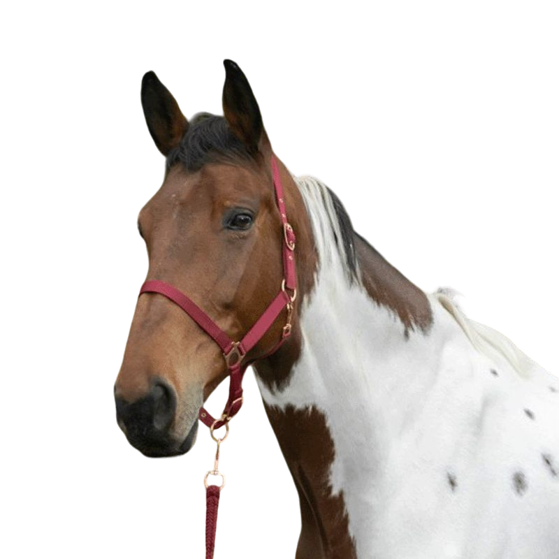 Norton - Licol et longe nylon rose gold/ bordeaux | - Ohlala