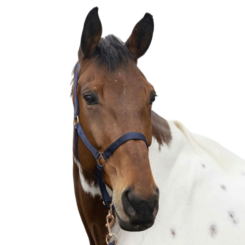 Norton - Licol et longe nylon rose gold/ marine | - Ohlala