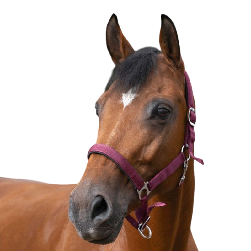 Norton - Licol nylon doublé néoprène bordeaux | - Ohlala