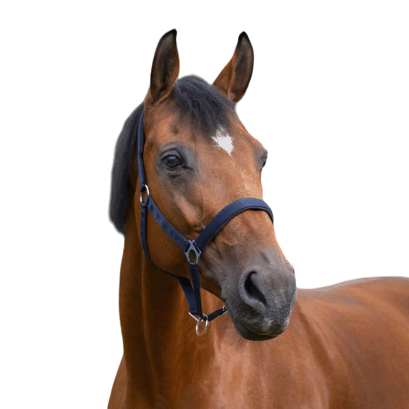 Norton - Licol nylon doublé néoprène marine | - Ohlala