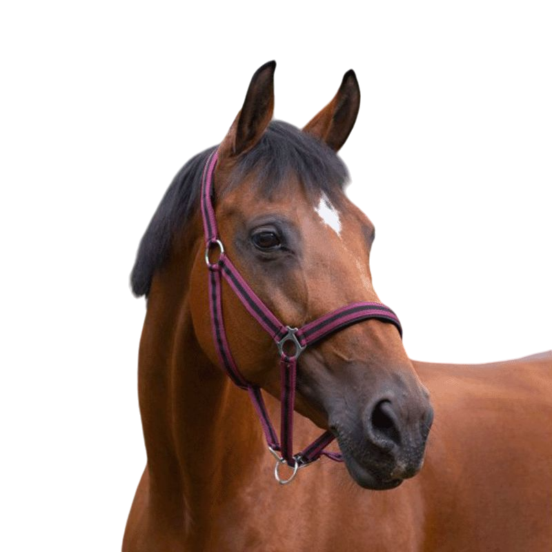 Norton - Licol nylon doublé néoprène bordeaux/ noir | - Ohlala