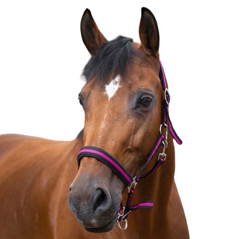 Norton - Licol nylon doublé néoprène noir/ framboise | - Ohlala