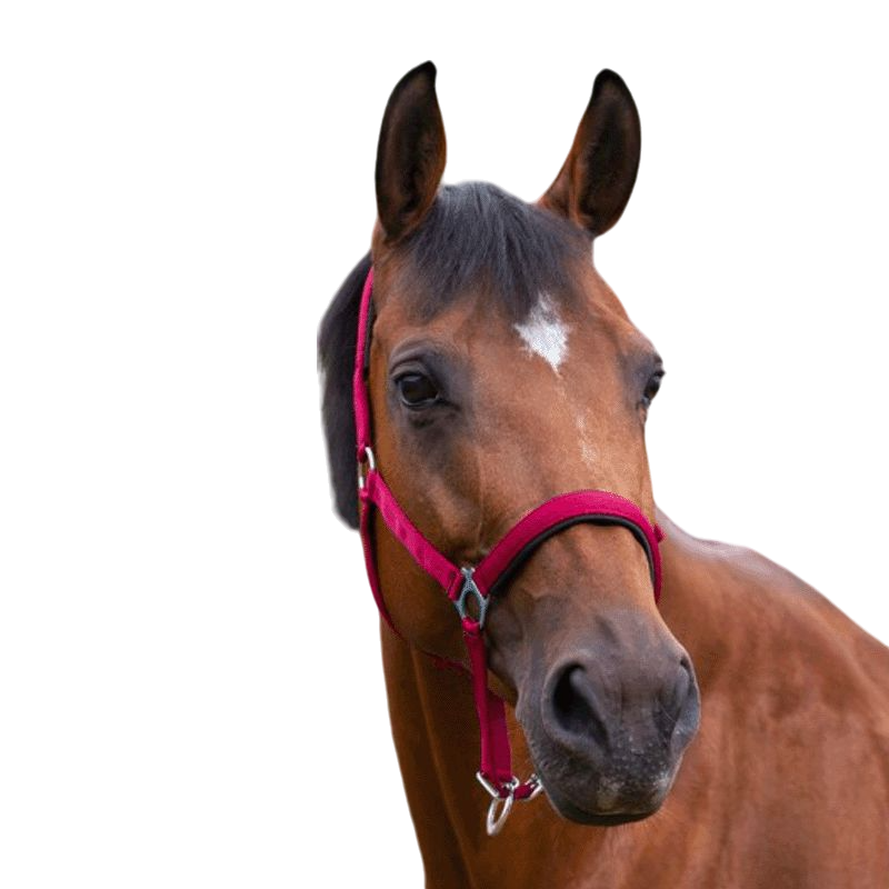 Norton - Licol nylon doublé néoprène rouge | - Ohlala