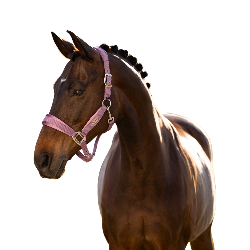 LeMieux - Licol pour chevaux Versailles mallow | - Ohlala