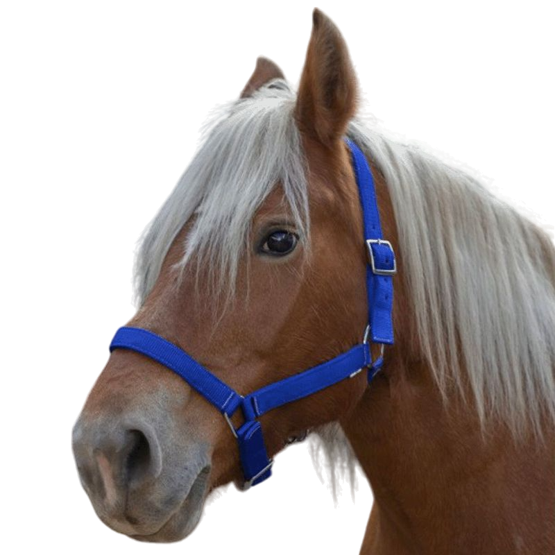 Norton - Licol cheval de trait "PRO" bleu roi | - Ohlala