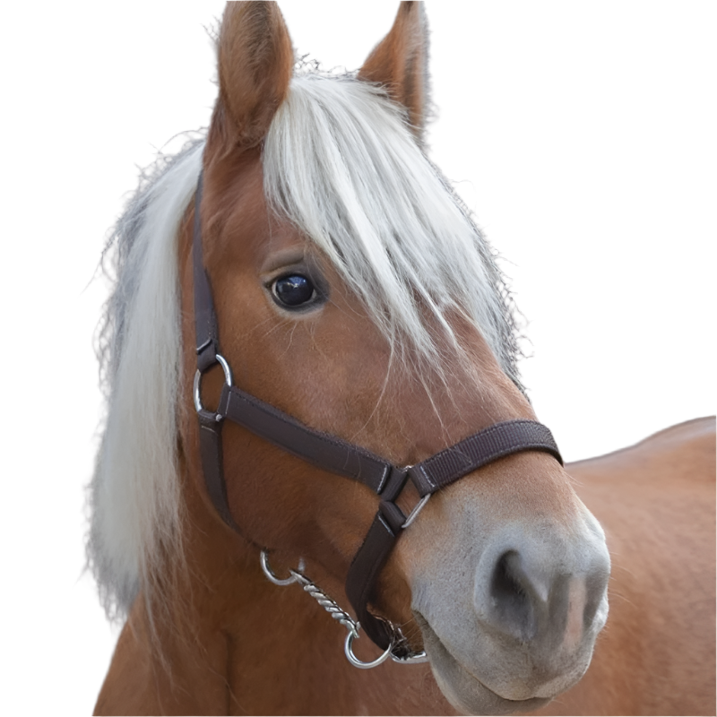 Norton - Licol cheval de trait "PRO" brun | - Ohlala