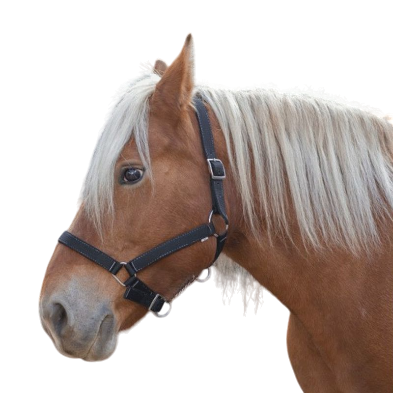 Norton - Licol cheval de trait "PRO" noir | - Ohlala