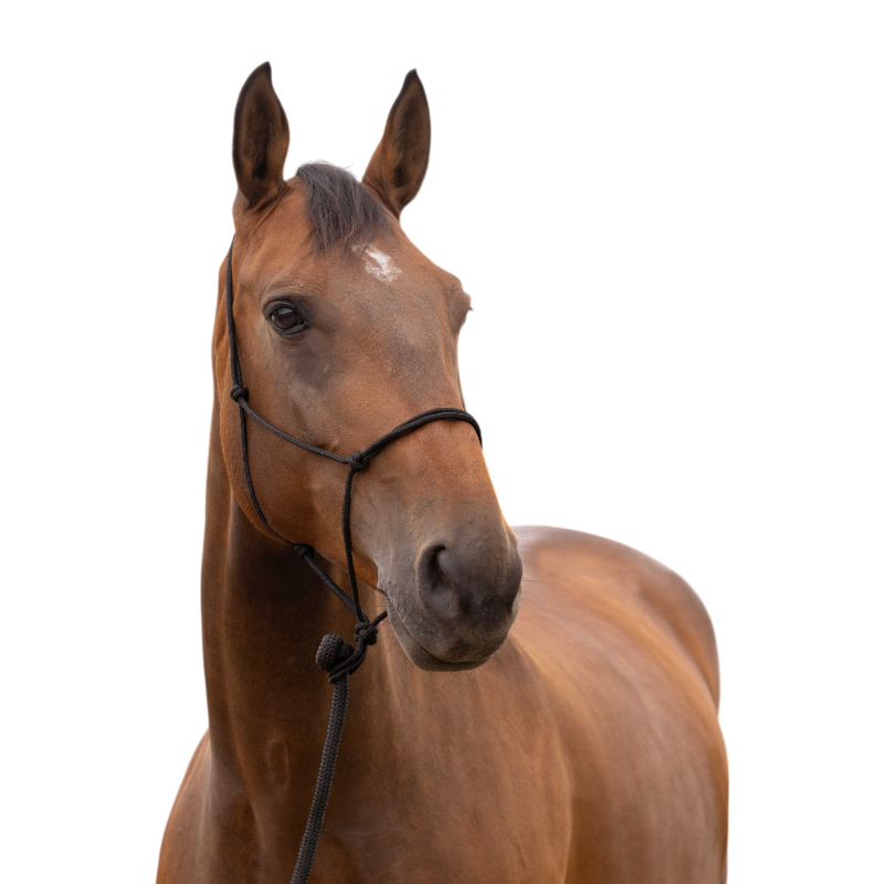 Licol éthologique doux noir | - Ohlala