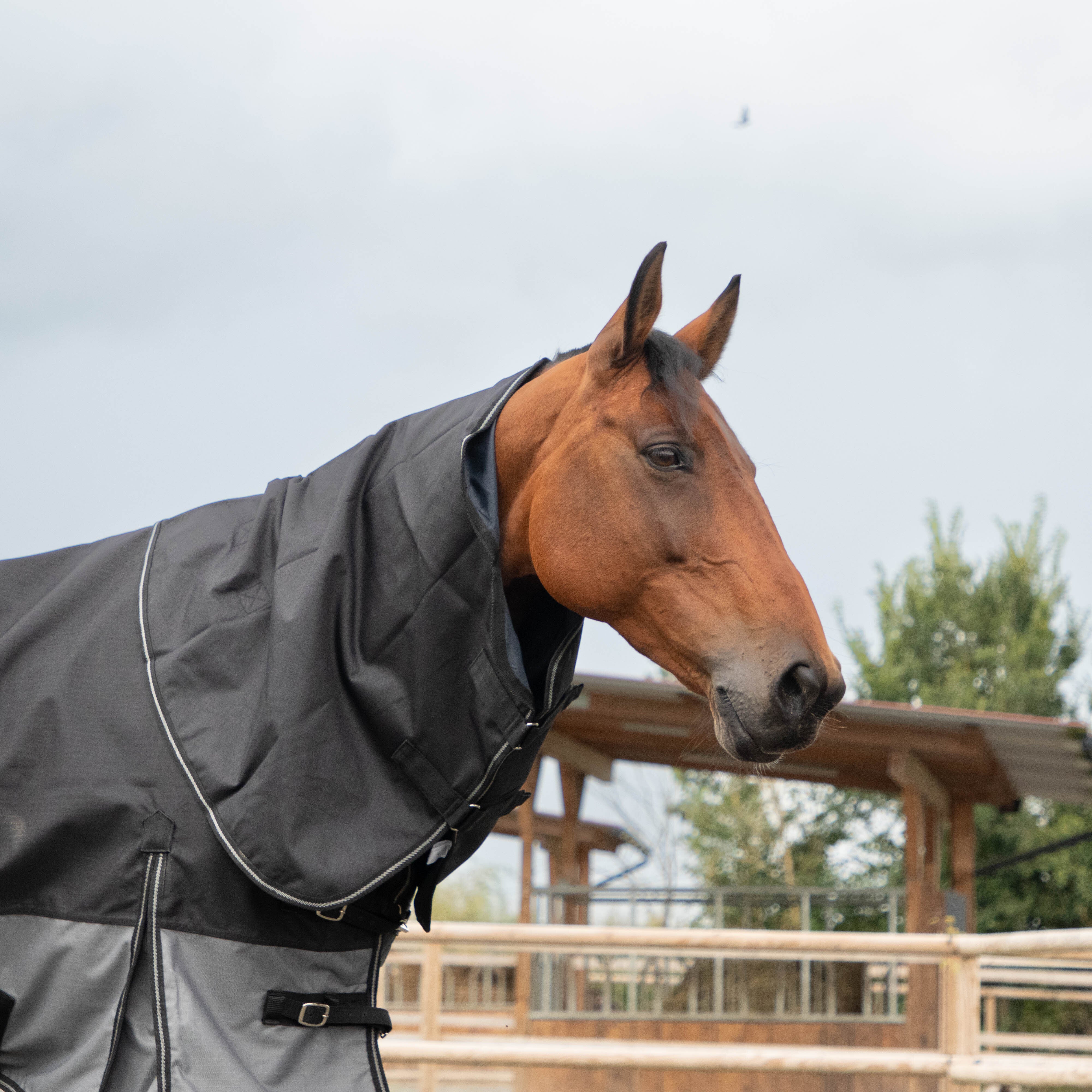 Loveson - Couverture d'extérieur Turnout Plus noir/ gris 300g | - Ohlala