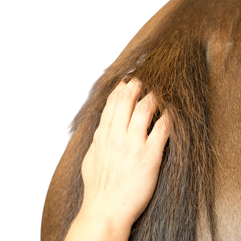 Michel Vaillant - Baume Bio plantain soulage les démangeaisons Horskin | - Ohlala