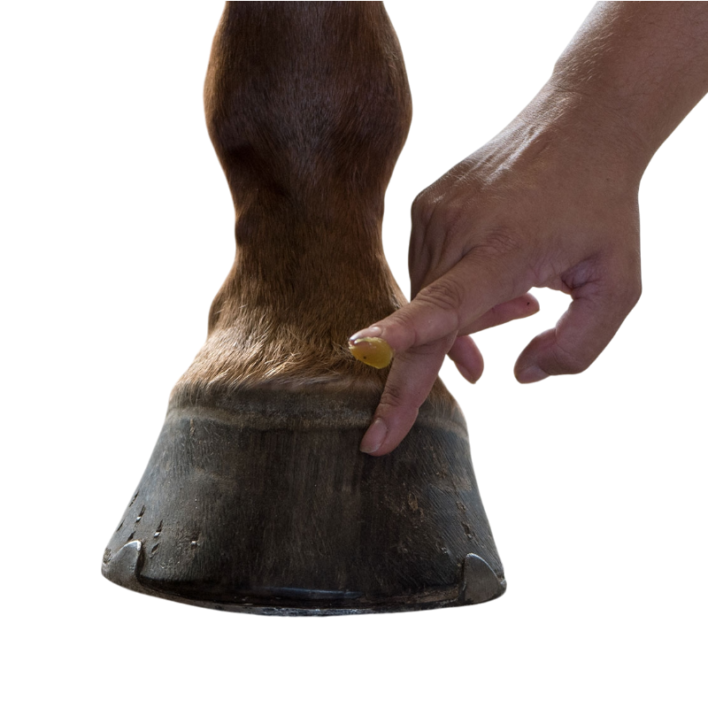 Michel Vaillant - Onguent Bio pour sabot stimule la pousse Feetactiv prêle | - Ohlala