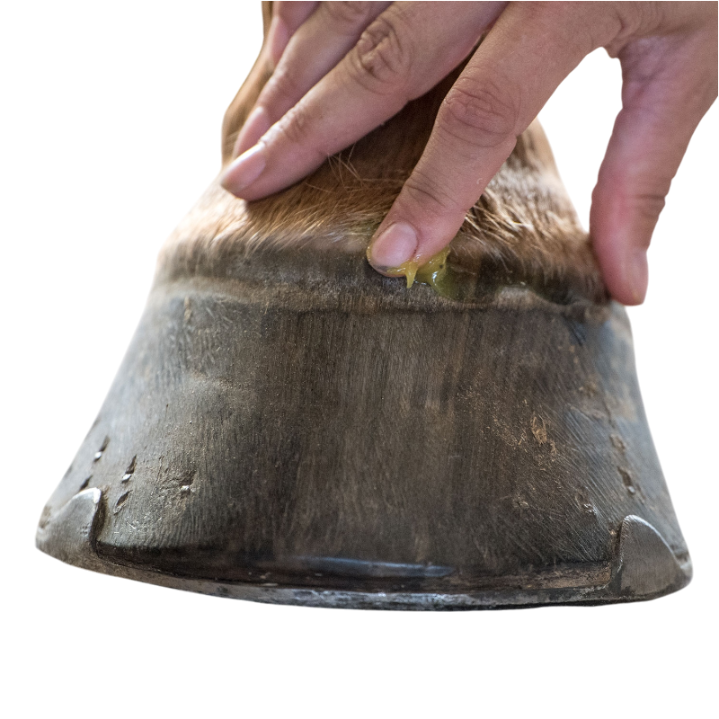 Michel Vaillant - Onguent Bio pour sabot stimule la pousse Feetactiv prêle | - Ohlala