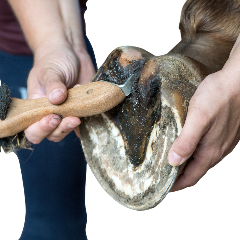 Michel Vaillant - Pâtes fibrée Bio argile verte soin fourchettes et lacune Bactifongic | - Ohlala