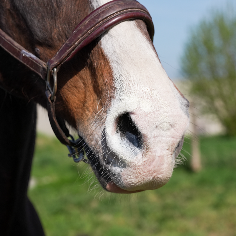 Natural' Innov - Crème solaire pour chevaux Natural'Sun | - Ohlala
