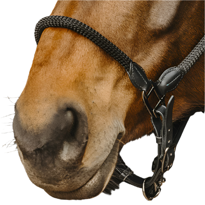 Norton - Licol en cuir et en corde noir | - Ohlala