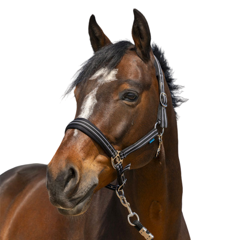 Norton - Licol 4 Lines noir | - Ohlala