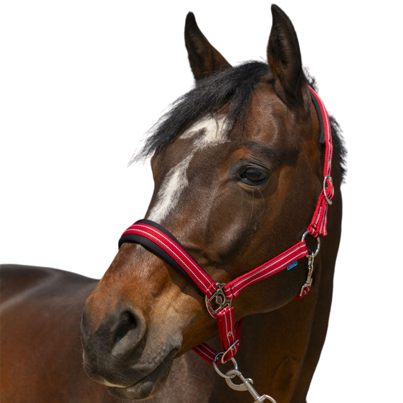 Norton - Licol 4 Lines rouge | - Ohlala