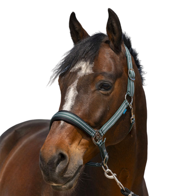 Norton - Licol 4 Lines vert foncé | - Ohlala