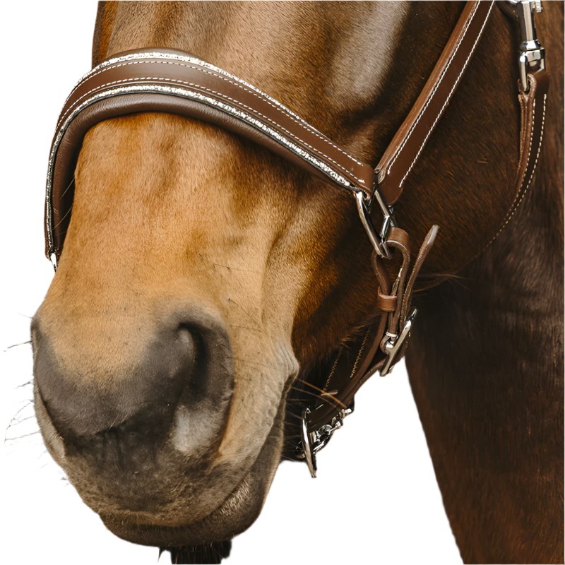 Norton - Licol en cuir Rock havane | - Ohlala