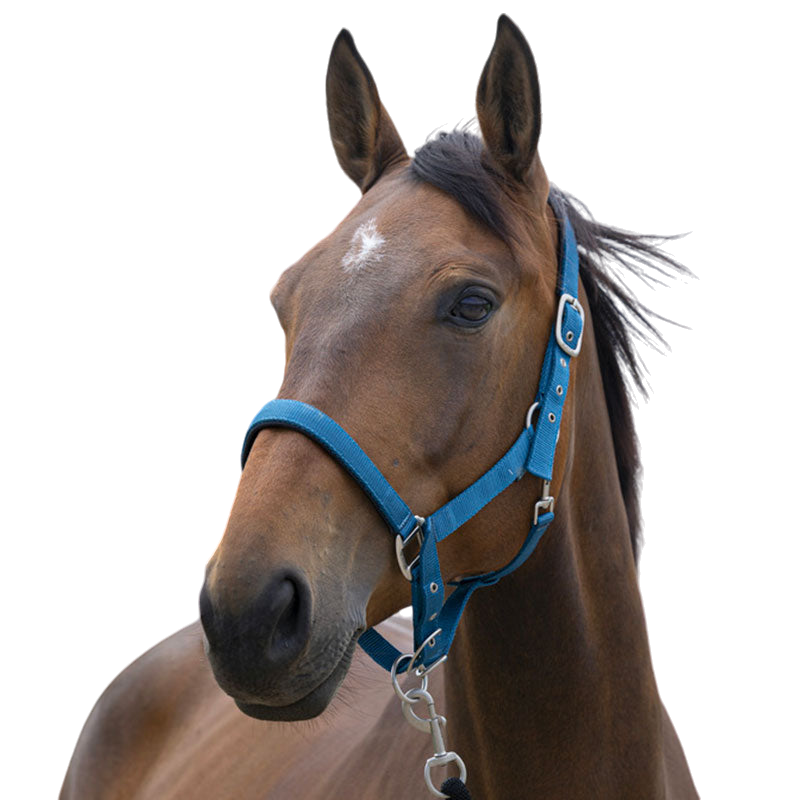 Norton - Licol Satine bleu canard | - Ohlala