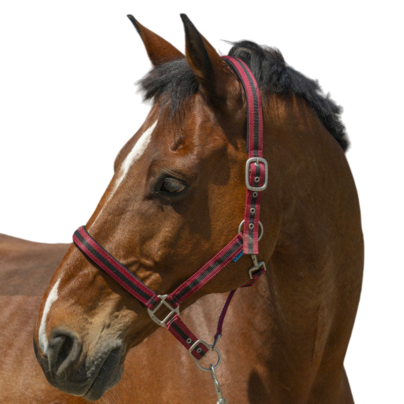 Norton - Licol Satine bordeaux/ noir | - Ohlala