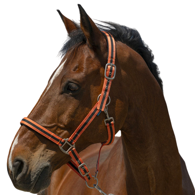 Norton - Licol Satine corail/ noir | - Ohlala