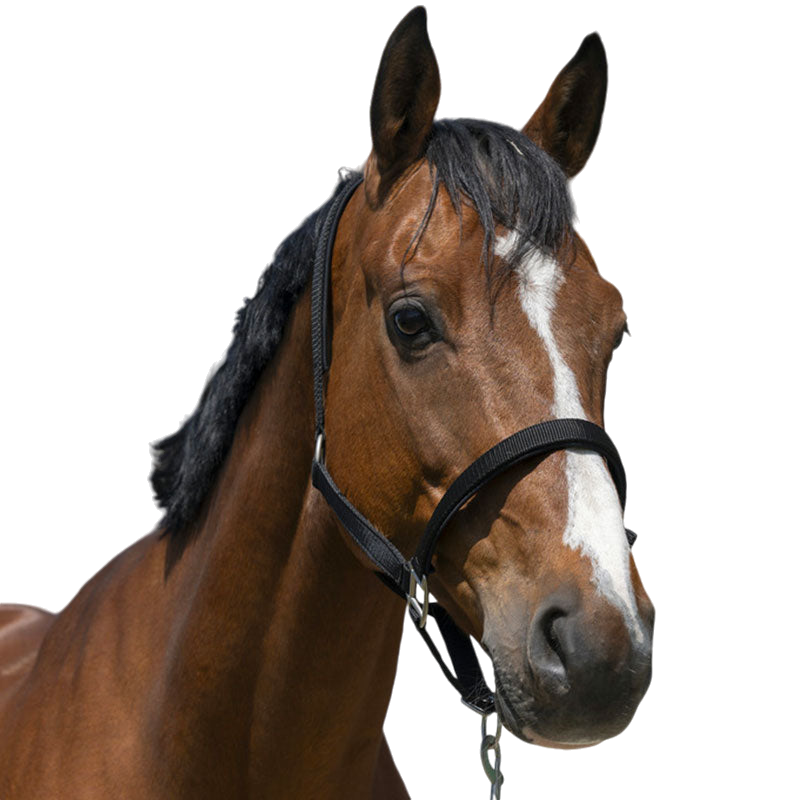 Norton - Licol Satine noir | - Ohlala