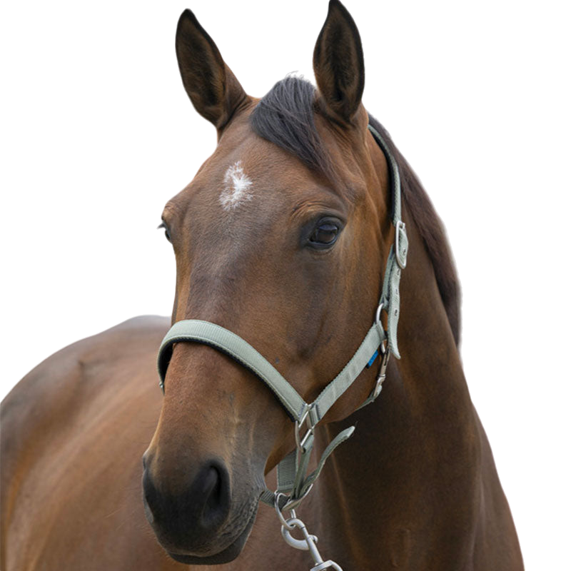 Norton - Licol Satine olive | - Ohlala