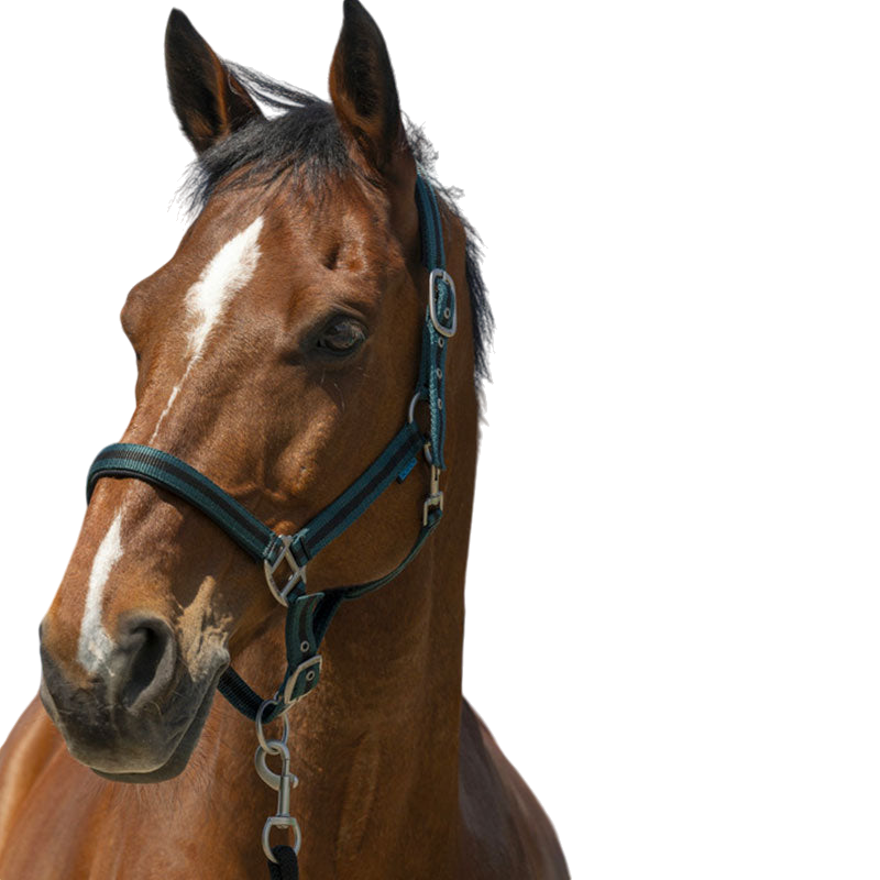 Norton - Licol Satine vert foncé/ noir | - Ohlala